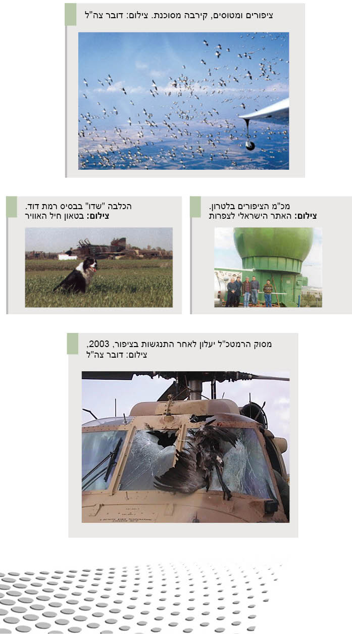 אמיר בר-שלום