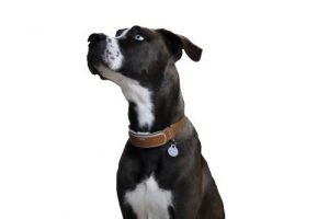 LINK AKC Smart Dog Collar1